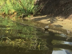 Trachemys scripta elegans