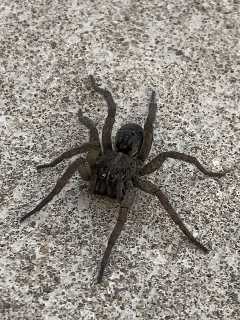 Wetland Giant Wolf Spider from 2109 N Veterans Pkwy, Bloomington, IL