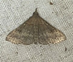 Renia discoloralis