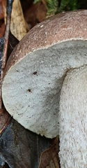 Leccinum scabrum