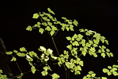 Thalictrum decipiens