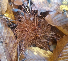 Andricus caputmedusae