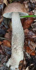 Leccinum scabrum