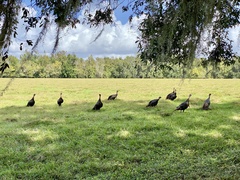 Meleagris gallopavo osceola