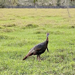 Meleagris gallopavo osceola