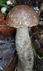 Leccinum scabrum