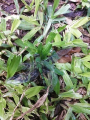 Erythemis vesiculosa