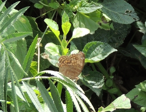 Golden Pansy