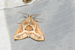 Caripeta angustiorata