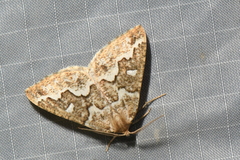 Caripeta divisata
