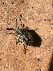 Agonoscelis puberula