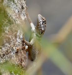 Tropidurus etheridgei