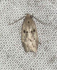 Scythropiodes issikii