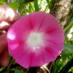 Ipomoea purpurea