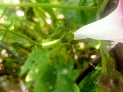 Ipomoea purpurea