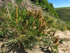 Astragalus bisulcatus