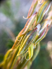 Astragalus bisulcatus