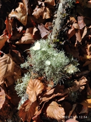 Usnea florida