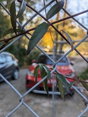 Gelsemium sempervirens