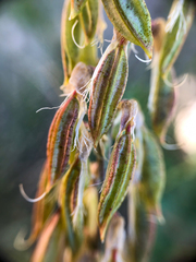Astragalus bisulcatus