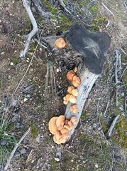 Pholiota highlandensis