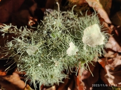 Usnea florida
