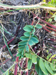 Astragalus bisulcatus