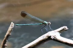 Calopteryx amata