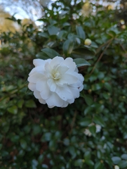 Camellia sasanqua