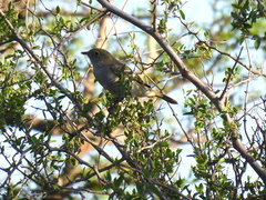 Elaenia