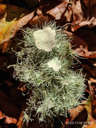 Flowery Lichen
