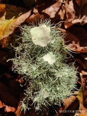 Usnea florida