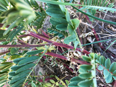 Astragalus bisulcatus