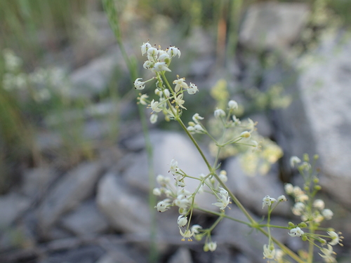 Image of Galium lucidum by (c) Julien Renoult, some rights reserved (CC BY)