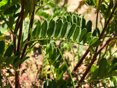 Astragalus bisulcatus