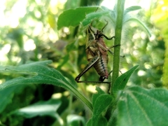 Sphenarium