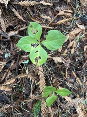 Lysimachia latifolia