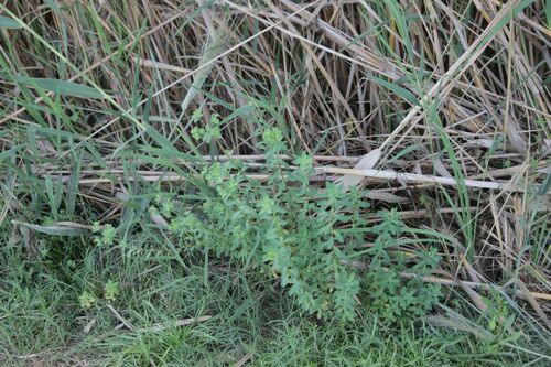 Image of Euphorbia hirsuta by (c) Olivier Argagnon, some rights reserved (CC BY)