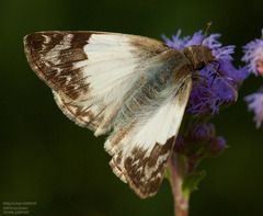 Heliopetes laviana