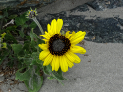 Encelia canescens