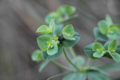 Euphorbia hirsuta