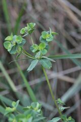 Euphorbia hirsuta