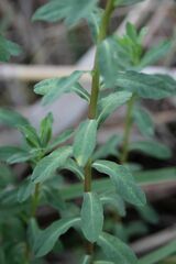 Euphorbia hirsuta