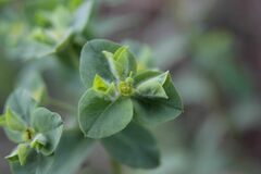 Euphorbia hirsuta