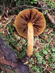 Aureonarius limonius