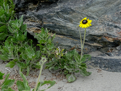 Encelia canescens
