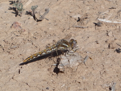Sympetrum corruptum