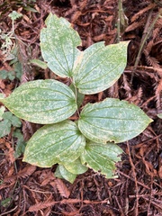 Prosartes smithii