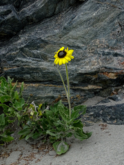 Encelia canescens