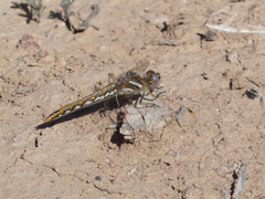 Sympetrum corruptum